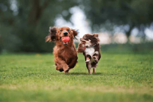 Embrace the Great Outdoors: The Best Outdoor Activities to Enjoy with Your Pets