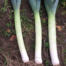 Load image into Gallery viewer, Leek Norwich F1