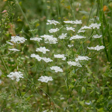 Load image into Gallery viewer, Ammi Majus Graceland
