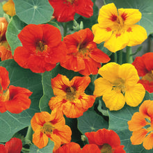Load image into Gallery viewer, Nasturtium Tall Mix
