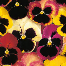 Load image into Gallery viewer, Little Growers Pansy Happy Faces