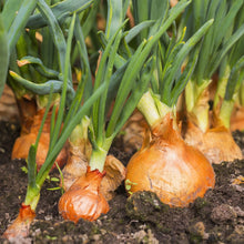 Load image into Gallery viewer, Onion (Globe) Fasto F1