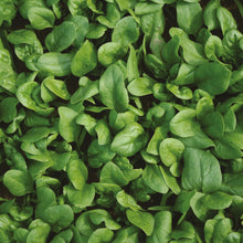 Load image into Gallery viewer, Spinach TrumpetFlavour Range