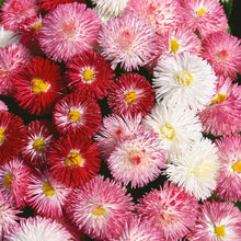 Load image into Gallery viewer, Bellis Clutch Of Pearls