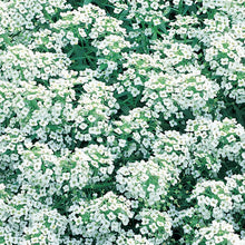 Load image into Gallery viewer, Alyssum Carpet Of Snow