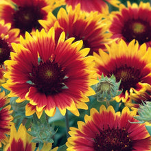 Load image into Gallery viewer, Gaillardia Summer Fire