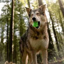 Load image into Gallery viewer, Bark Munchie The Bear Dog Toy