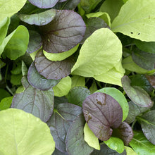 Load image into Gallery viewer, MicroGreens Pak Choi Colour Crunch Mix
