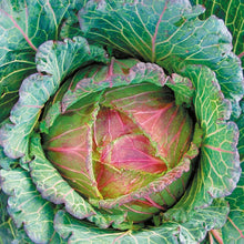 Load image into Gallery viewer, Cabbage (Round) Marabel F1