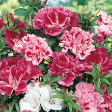 Load image into Gallery viewer, Godetia Azalea Flowered Mix