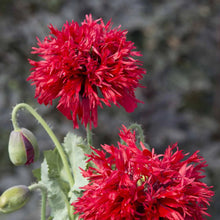 Load image into Gallery viewer, Unwins Summer Flowering Seed Bundle