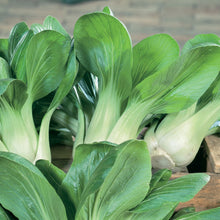 Load image into Gallery viewer, Unwins Asian Stair Fry Seed Bundle