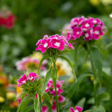 Load image into Gallery viewer, Sweet William Early Summer Scented