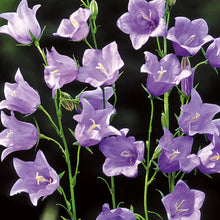 Load image into Gallery viewer, NH Campanula Telham Beauty