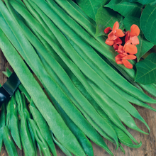 Load image into Gallery viewer, Runner Bean Polestar