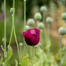Load image into Gallery viewer, Poppy Laurens Grape
