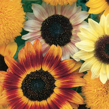 Load image into Gallery viewer, Sunflower Toy Shop