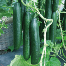 Load image into Gallery viewer, Cucumber Vista F1