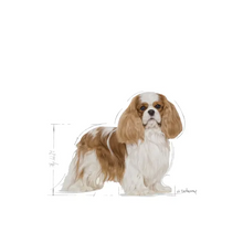 Load image into Gallery viewer, Royal Canin Cavalier King Charles 1.5kg