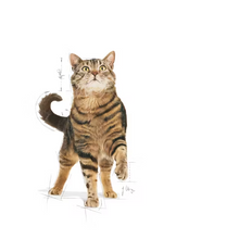 Load image into Gallery viewer, Royal Canin Appetite Control Care Cat Food 400g