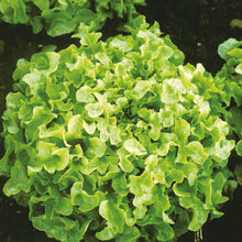 Load image into Gallery viewer, Lettuce (Looseleaf) Greenpick