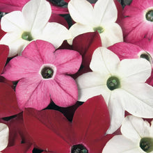 Load image into Gallery viewer, Nicotiana Sensation Mix