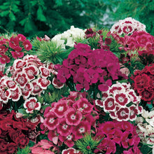 Load image into Gallery viewer, Unwins Spring Flowering Seed Bundle