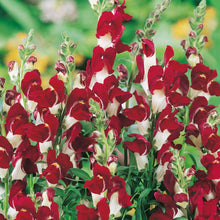 Load image into Gallery viewer, Antirrhinum Night & Day