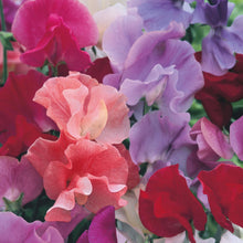 Load image into Gallery viewer, Sweet Pea Unwins Signature Blend