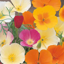 Load image into Gallery viewer, Poppy (Californian) Superb Mix