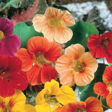 Load image into Gallery viewer, Nasturtium Whirlybird Mix