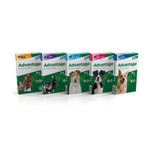 Load image into Gallery viewer, Advantage Spot On Flea Treatment (4 Pack) for Cats, Dogs & Rabbits