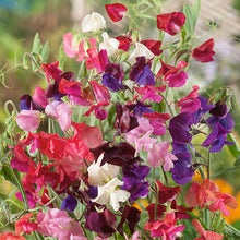 Load image into Gallery viewer, Sweet Pea Solway Mix