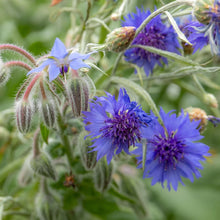 Load image into Gallery viewer, Natures Haven Easy Wildflower 1.2kg Box