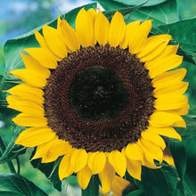 Load image into Gallery viewer, Little Growers Sunflower Sunshine Giant