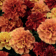 Load image into Gallery viewer, Marigold (French) Strawberry Blonde