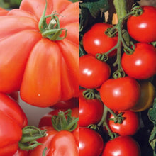 Load image into Gallery viewer, Tomato Modern Classic Collection Pack