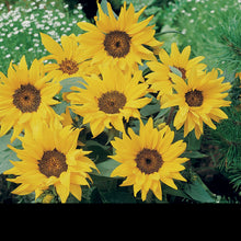 Load image into Gallery viewer, NH Sunflower PacinoFlower
