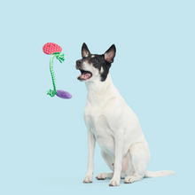 Load image into Gallery viewer, Bark Best Berry Friends Dog Toy