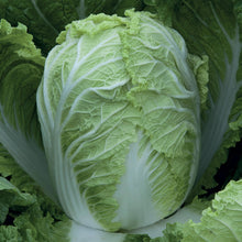 Load image into Gallery viewer, Cabbage (Chinese) Questar F1