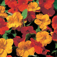 Load image into Gallery viewer, Nasturtium Burning Embers