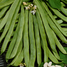 Load image into Gallery viewer, Runner Bean White Emergo