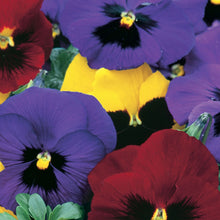 Load image into Gallery viewer, Pansy Winter Flowering Mix