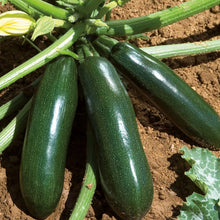 Load image into Gallery viewer, Courgette El Greco F1