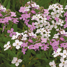 Load image into Gallery viewer, Hesperis Sweet Rocket Enchantment