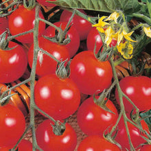 Load image into Gallery viewer, Tomato (Cherry) Gardener's Delight