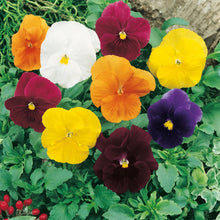 Load image into Gallery viewer, Pansy Clear Crystals Mix