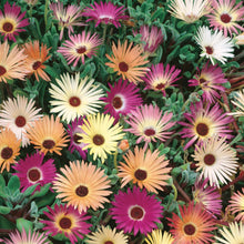 Load image into Gallery viewer, Livingstone Daisy Tapestry Mix