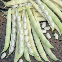 Load image into Gallery viewer, Cannellini Bean Sorano