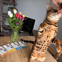 Load image into Gallery viewer, KittyRade Meat Bites Treats With Prebiotics & Superfoods For Cats 100g